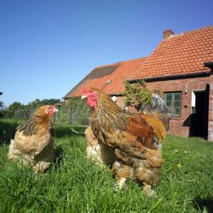 TIERISCHE ERNÄHRUNG